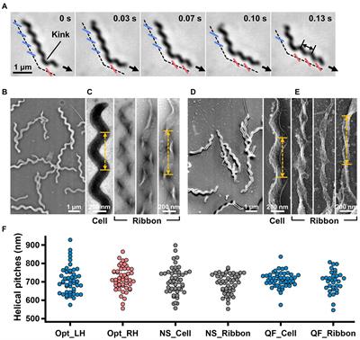 Isolation and structure of the fibril protein, a major component of the internal ribbon for Spiroplasma swimming